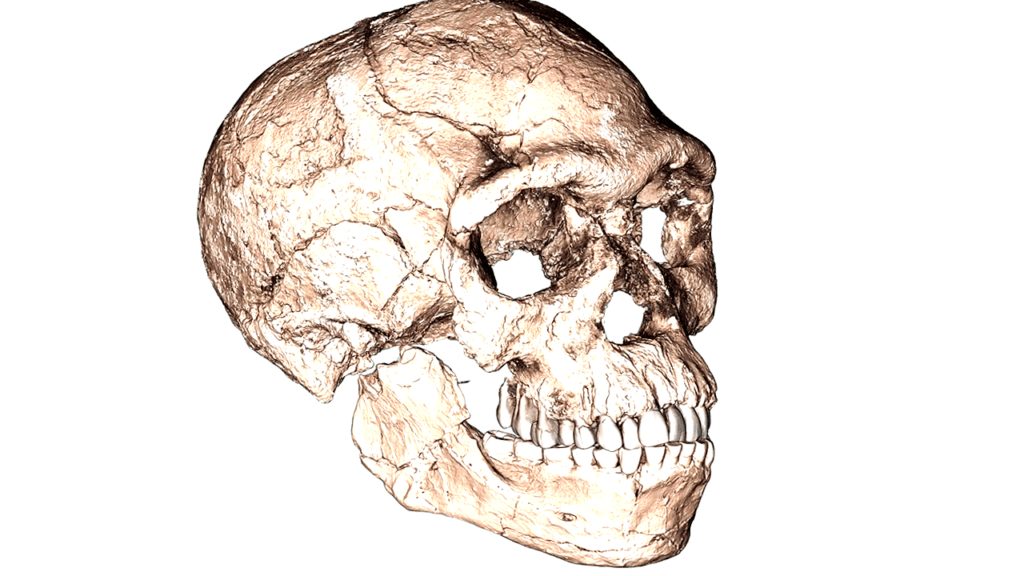 ¿Qué edad Tiene el Homo Sapiens? - paleoantropologia - 20170610 stp001 1024x576