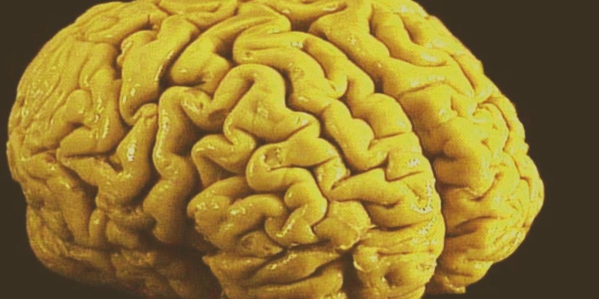 el tamaño del cerebro humano actual se dio poco a poco