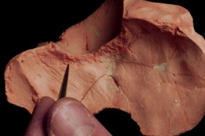 Homo erectus encontyrado en turquia con signos de tener tuberculosis