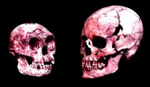 Indonesia tiene su propia especie homo: Homo floresiensis