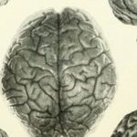 neuroantropologia