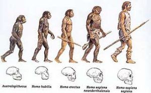 No estan simple la evolucion humana antropologia